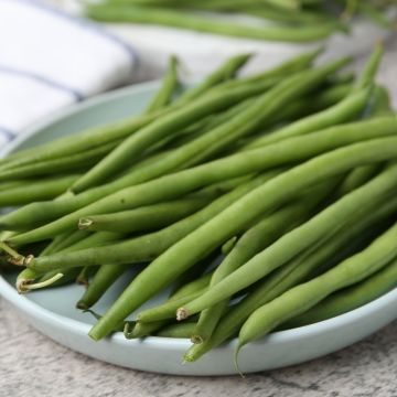 Fagiolini o Fagioli mangiatutto senza filo Argus