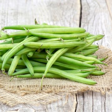Fagiolini o Fagioli mangiatutto Nani senza filo Cupidon