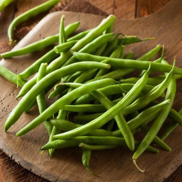 Fagiolo nano mangiatutto senza filo Delinel Fagiolo nano mangiatutto senza filo Delinel