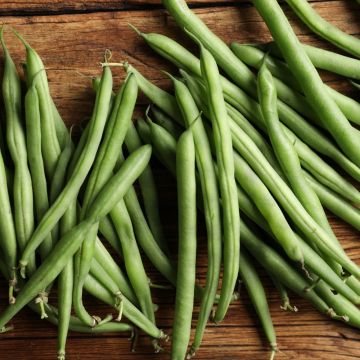 Fagiolo nano mangiatutto senza fili Skipper Fagiolo nano mangiatutto senza fili Skipper