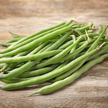 Fagiolo nano Maxi BIO