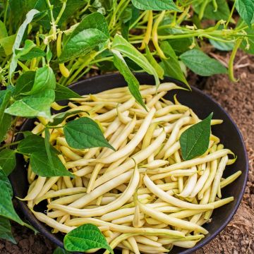 Fagiolo nano Major BIO