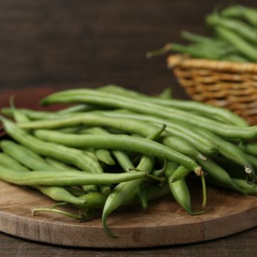 Fagiolini o Fagioli mangiatutto Fortex