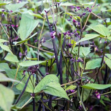 Fagiolini o Fagioli mangiatutto Melissa Fagiolini o Fagioli mangiatutto Melissa