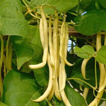 Fagiolini o Fagioli mangiatutto Monte Gusto