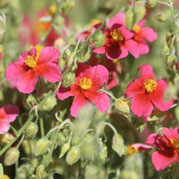 Helianthemum Hartswood Ruby o Eliantemo rosso