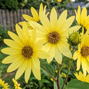 Elianto o Helianthus Lemon Queen