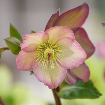 Elleboro Ice'n'Roses Picotee