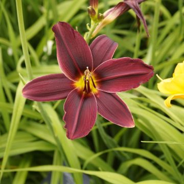 Emerocallide o Hemerocallis American Revolution