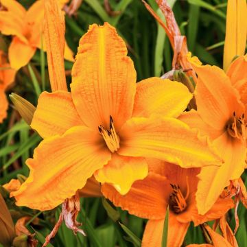 Emerocallide o Hemerocallis Burning Daylight