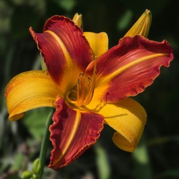 Emerocallide o Hemerocallis Frans Hals