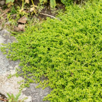 Rucola Turquette