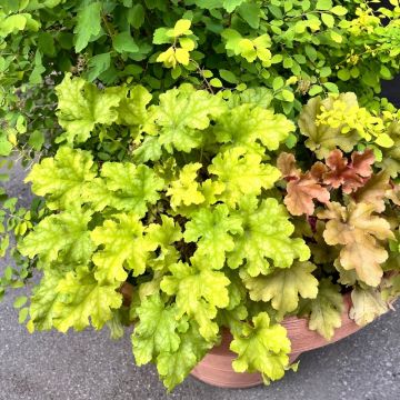 Heuchera LIME MARMALADE ®