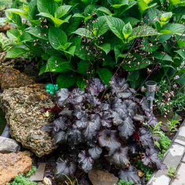 Heuchera Black Pearl