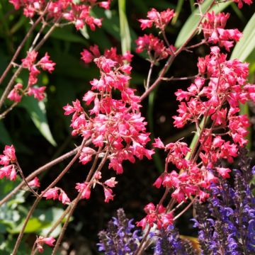 Heuchera Pluie de Feu (Pioggia di Fuoco)