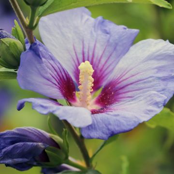 Ibisco - Altea Marina