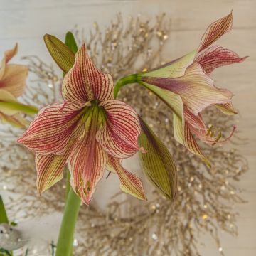 Amaryllis Exotic Star