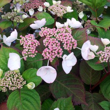 Ortensia o Hydrangea macrophylla Dolce Gipsy®