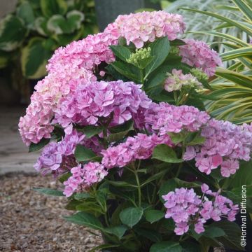 Ortensia o Hydrangea Pinky Binder®