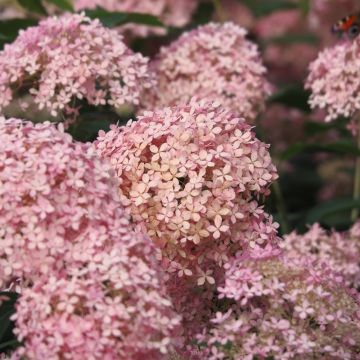 Ortensia arborescente Pink Annabelle®