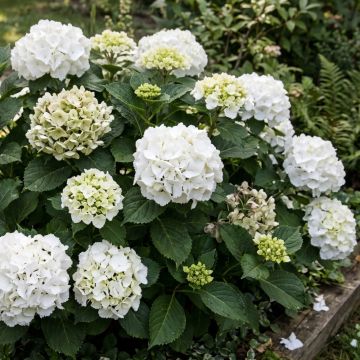 Ortensia o Hydrangea macrophylla Nymphe