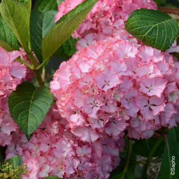 Ortensia o Hydrangea macrophylla So Long Sunny