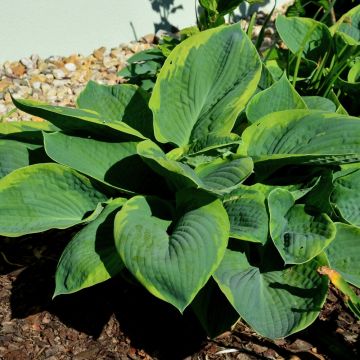 Hosta Frances Williams
