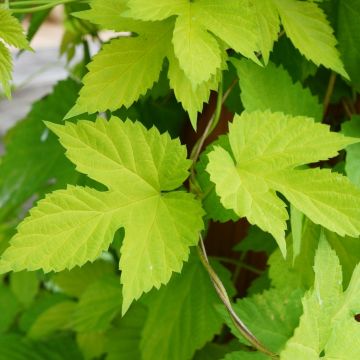 Luppolo dorato o Humulus lupulus aureus