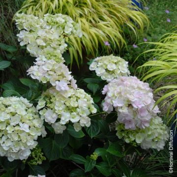 Ortensia o Hydrangea macrophylla Kazan