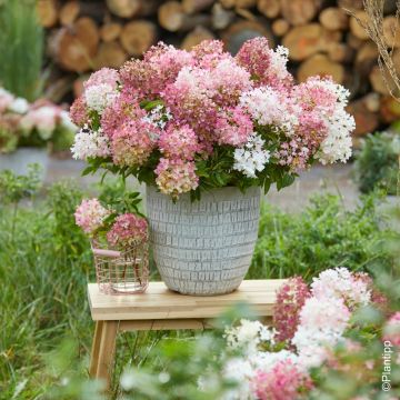 Ortensia o Hydrangea paniculata GROUNDBREAKER® Blush