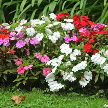 Impatiens hybridas in mix