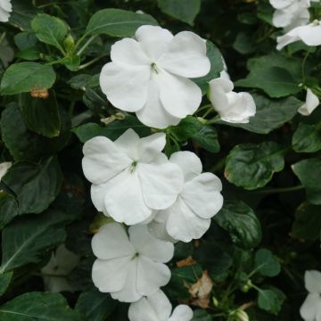 Impatiens SUNPATIENS® Vigorous Clear White