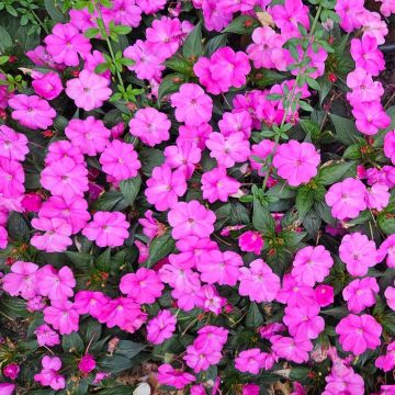 Impatiens SUNPATIENS® Vigorous Lavender
