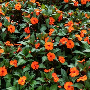 Impatiens SUNPATIENS® Vigorous Orange