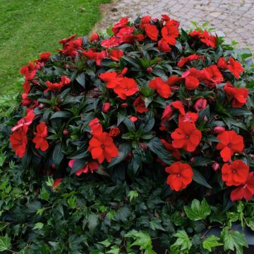 Impatiens SUNPATIENS® Vigorous Scarlet