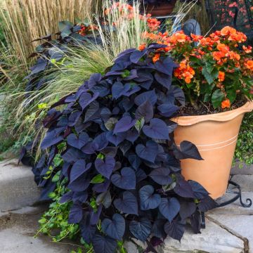 Ipomoea Jet Black