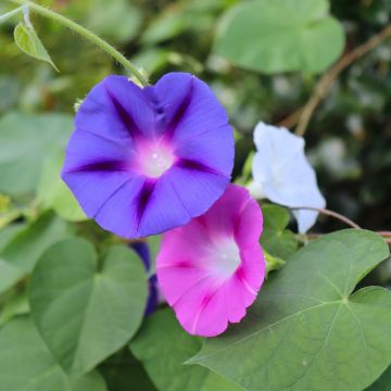 Ipomea Volubilis in mix La bustina