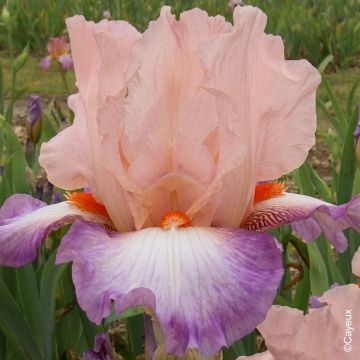 Giaggiolo o Iris germanica Poésie