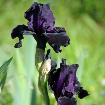 Giaggiolo o Iris germanica Black Knight