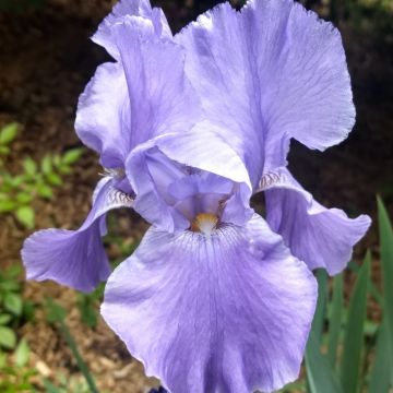 Voici la traduction en italien du texte, en respectant toutes les consignes fournies :  ```html Iris a grandi fiori Mary Frances ```