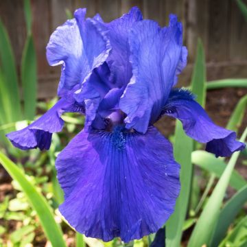 Giaggiolo o Iris germanica Mer du Sud