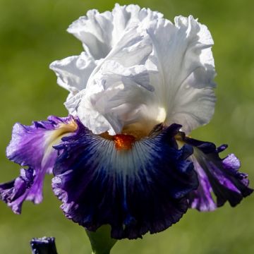 Giaggiolo o Iris germanica Noctambule