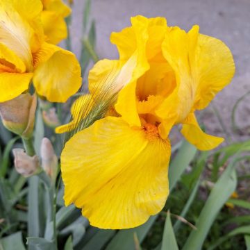 Iris a grandi fiori Ola kala