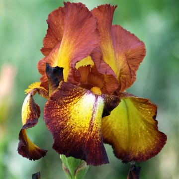 Giaggiolo o Iris germanica Provençal