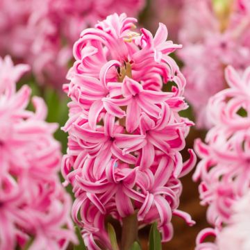 Giacinti da cespuglio Fondante