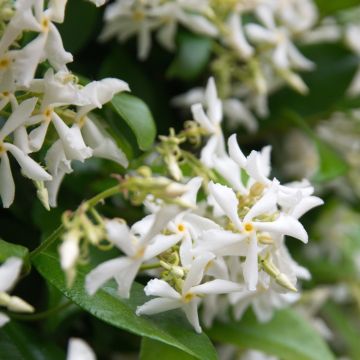 Gelsomino Stellato o Rincospermo o Trachelospermum jasminoides