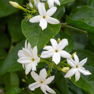 Gelsomino arabo o  Jasminum sambac