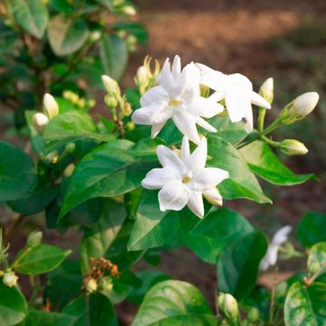 Gelsomino Officinale bianco - Jasminum Officinale