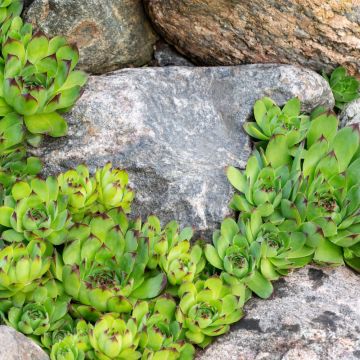 Semprevivo CHICK CHARMS ® Appletini