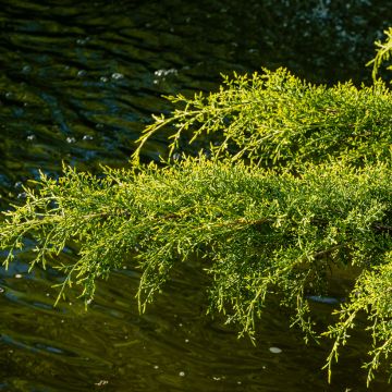 Ginepro Pfitzeriana Aurea